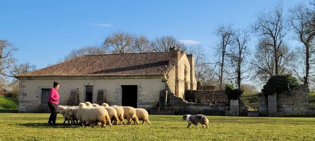 From The Sweet Dream Of A Lifetime - Séance troupeau chez Medoc'laines