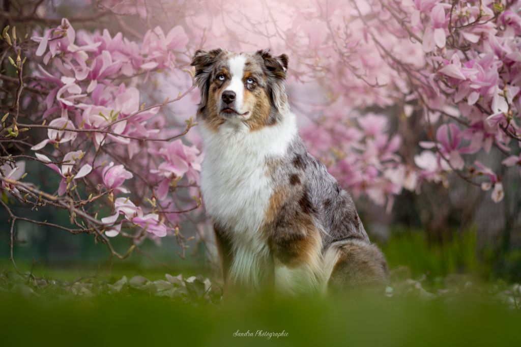 Shooting magnolia avec Lumière animale 64